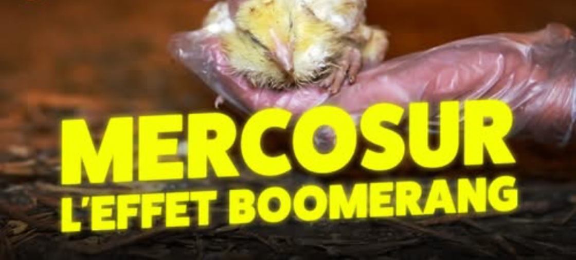 Vid&eacute;o L214 sur le Mercosur