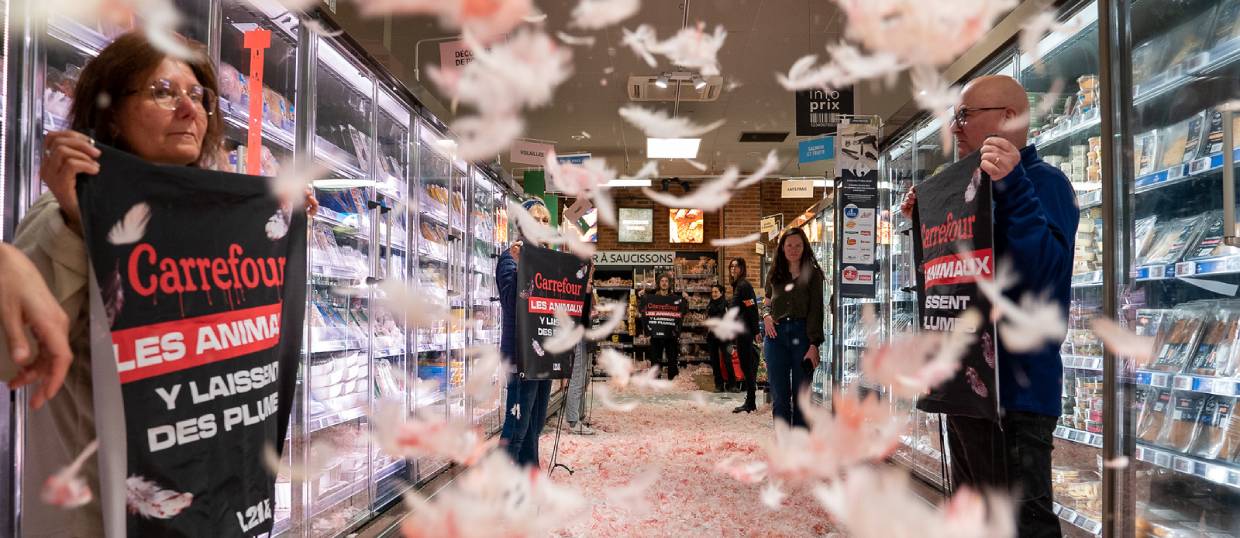 Action L214 aupr&egrave;s des supermarch&eacute;s
